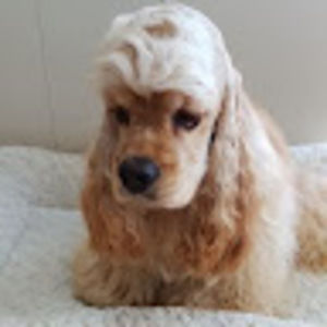 Meet your Posher, Maya